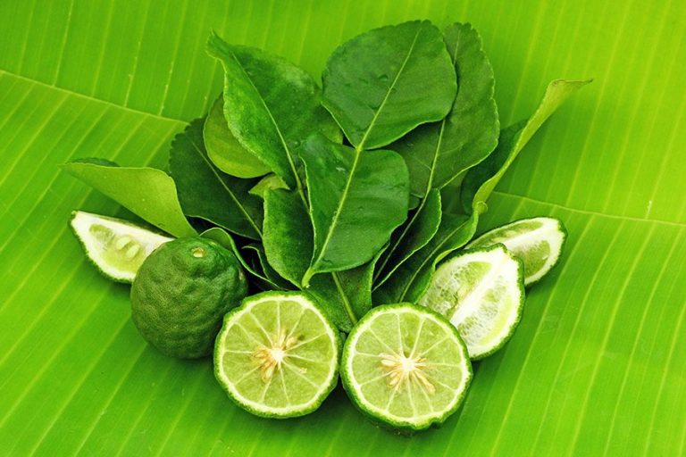 Notre Blog 3 Lime Makrut Thaï