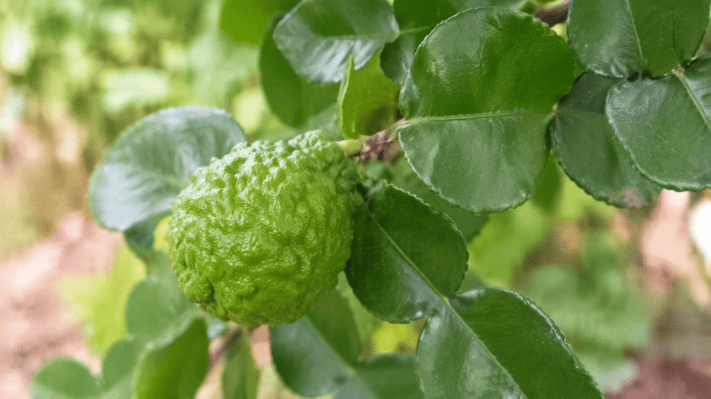 Feuilles de combava : comment les choisir, les utiliser et les conserver 2 Fruit de combava sur une branche avec ses feuilles vertes